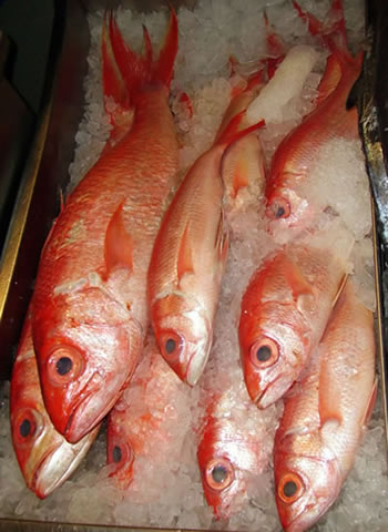 red snappers